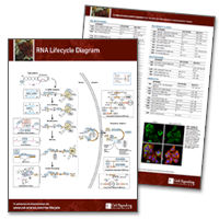 RNAのライフサイクル概略図